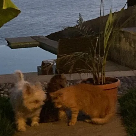 Oda ve Kahvaltı B&bilfortesulmare Ventimiglia